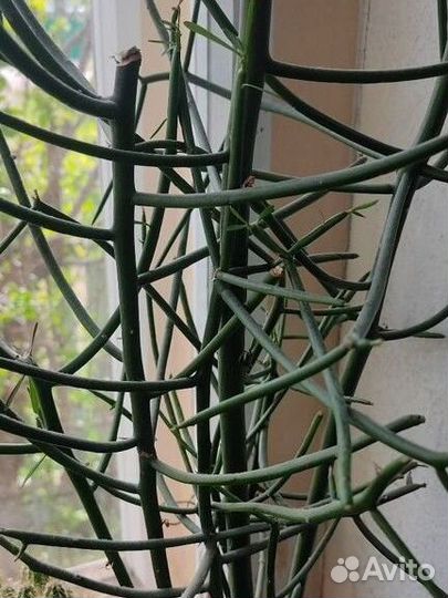 Хойя белла и другие комнатные растения