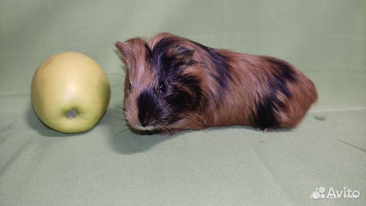 Морская свинка