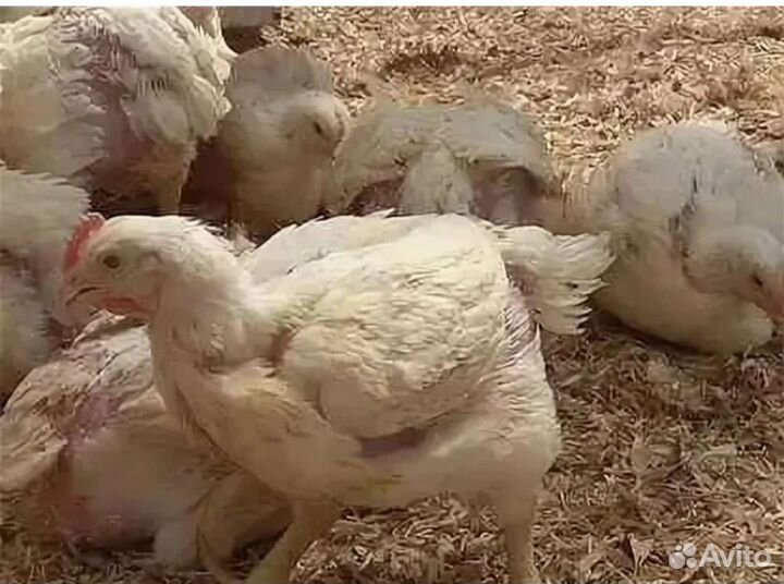 Цыплята бройлера Кобб 500