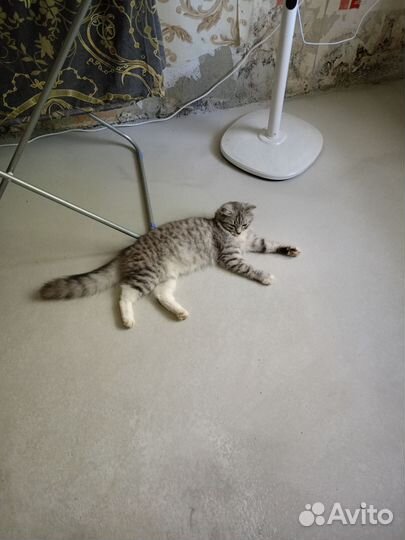 Шатланская кошка помесь