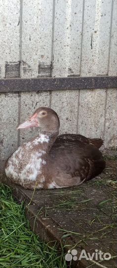 Мускусные утки