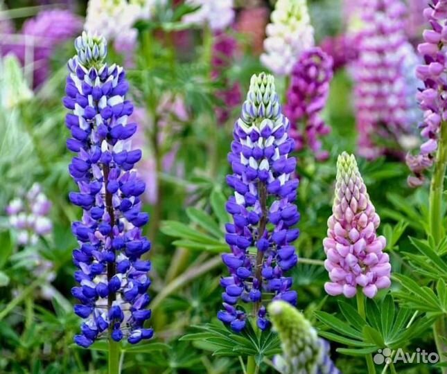 Многолетние садовые цветы, люпин