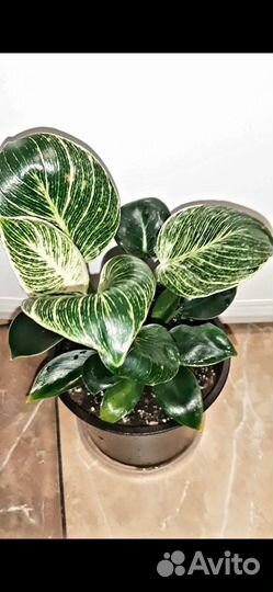 Филадендрон 