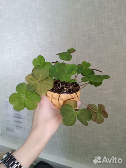 Кислица оксалис