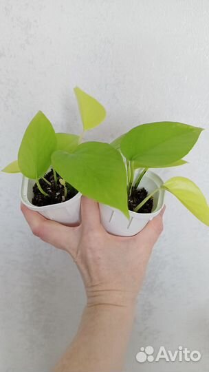 Сциндапсус неон