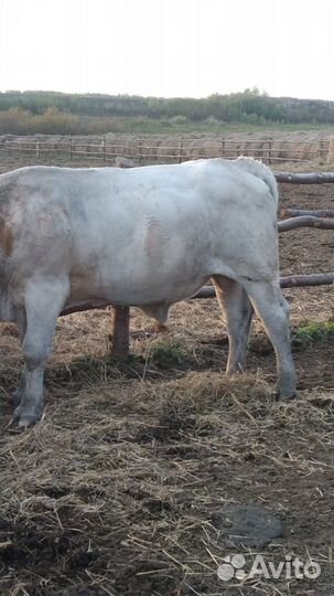 Бык на мясо и живым весом