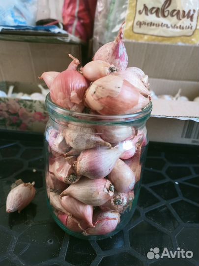 Яровой чеснок