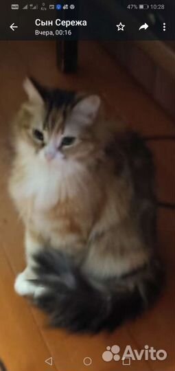 Трехцветная кошка