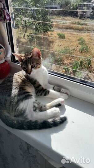 Молодой котик ищет семью