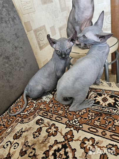 Канадский сфинкс эльф котенок