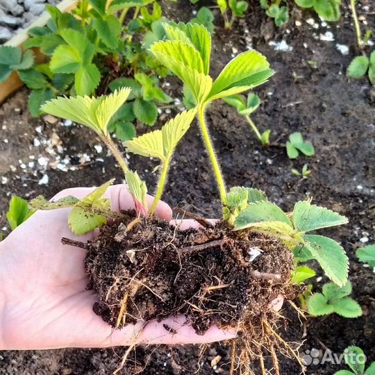 Рассада клубники