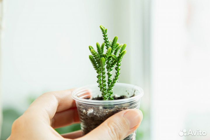 Крассула Плауновидная