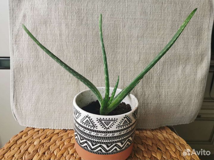 Алоэ вера подрощенные