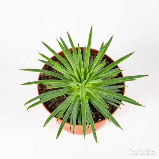 Агава Туми Белла Agave toumeyana Bella 18/10