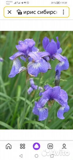 Ирис сибирский