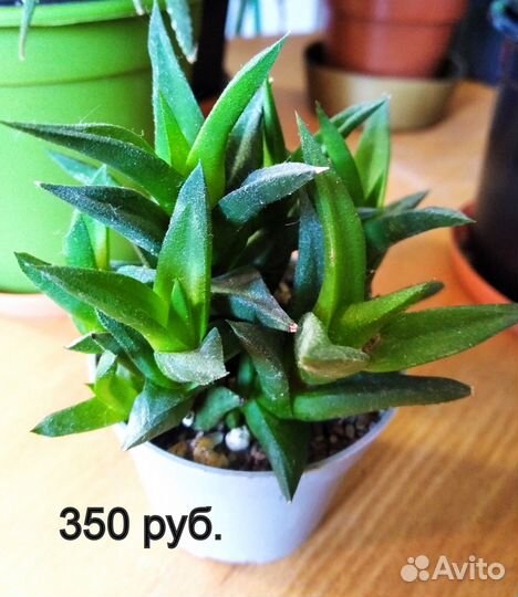 Суккуленты