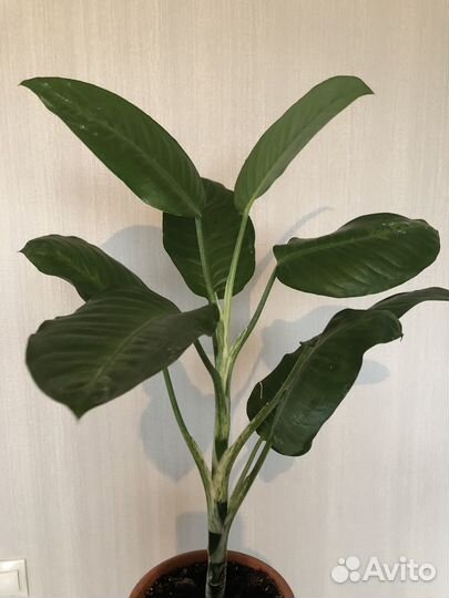 Диффенбахия