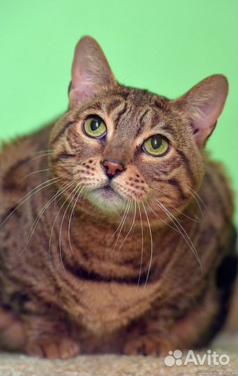 Бенгальскую кошку сдали в приют