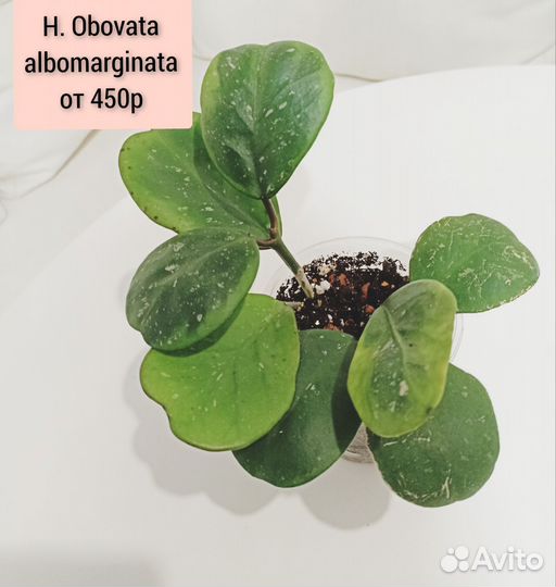 Хойи сортовые - 3