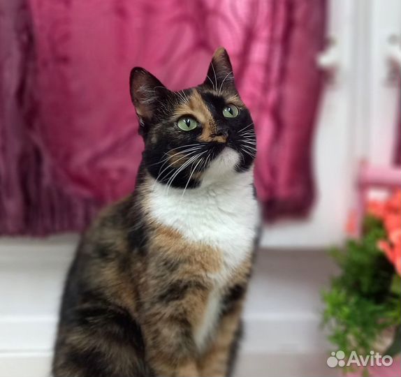 Добрая кошечка Мята ищет дом