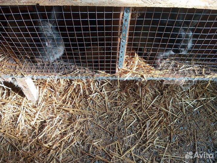 Продам кролей