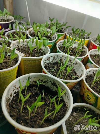 Рассада перца