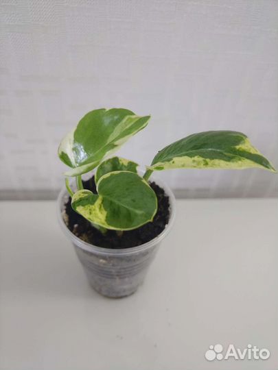 Сциндапсусы