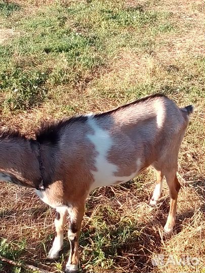 Козел ламанча