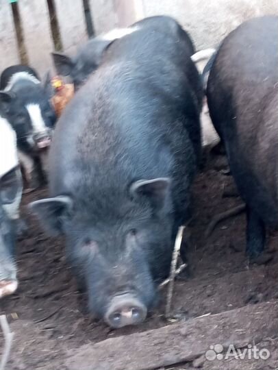 Вьетнамский хряк производитель