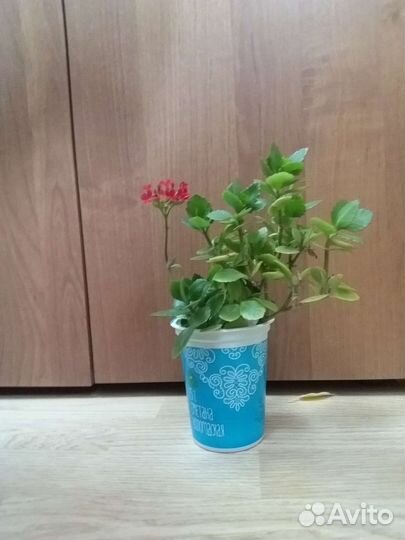 Обмен на цветок