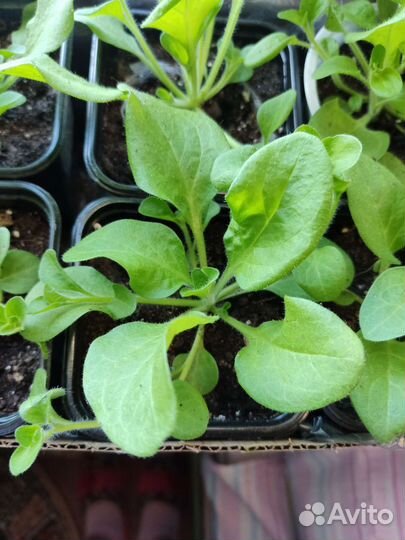 Рассада однолетних цветов