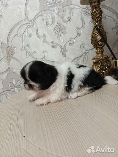 Щенки пекинеса