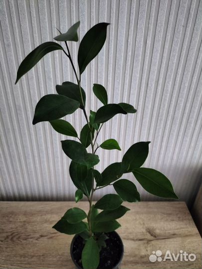 Фикус микрокарпа