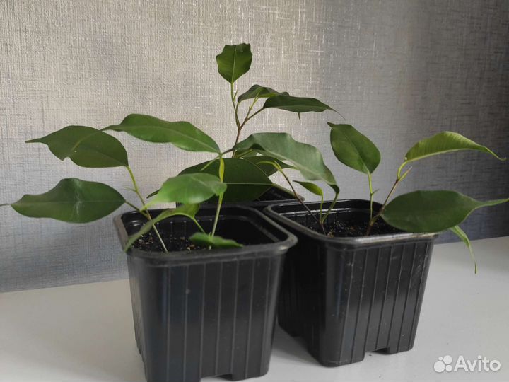 Фикус Бенджамина