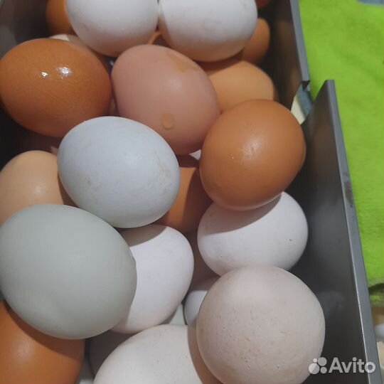 Домашние куриные яйца