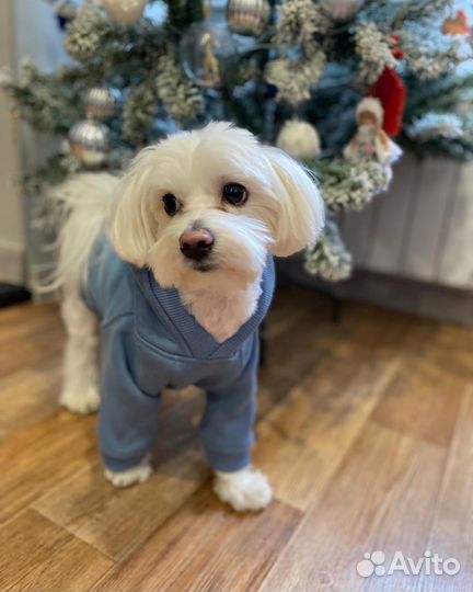 Худи для собак и кошек