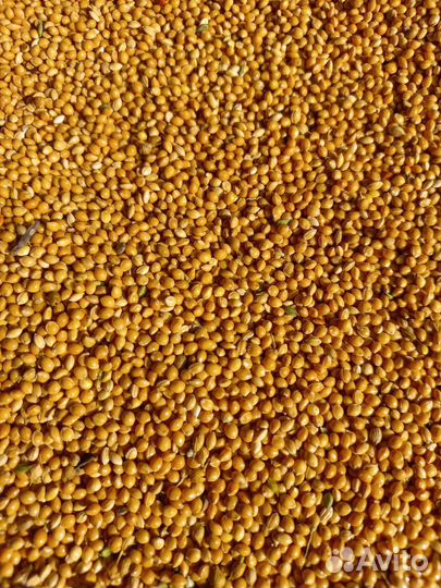Просо желтое