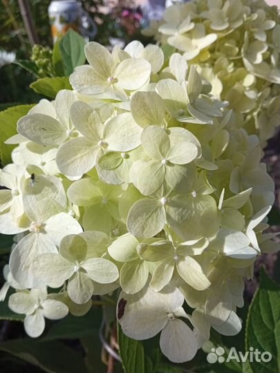 Саженцы гортензии