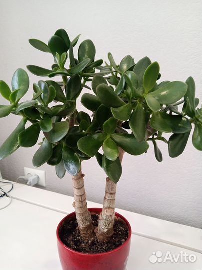Толстянка(Денежное дерево)