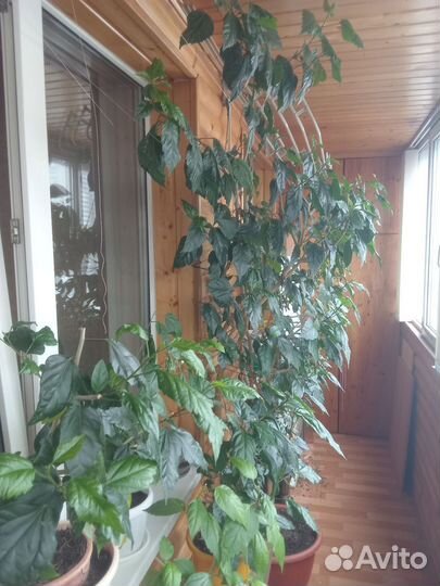 Гибискус китайская роза