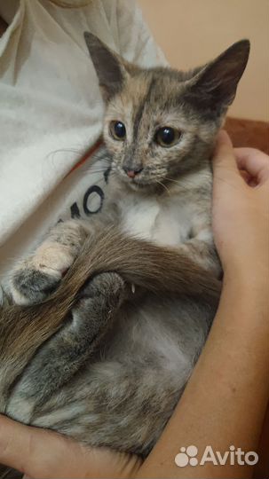 Кошечка в добрые руки