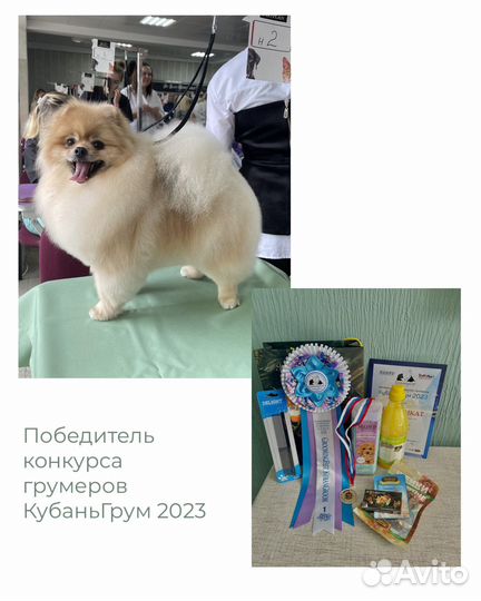 Стрижка собак Лазаревское Груминг