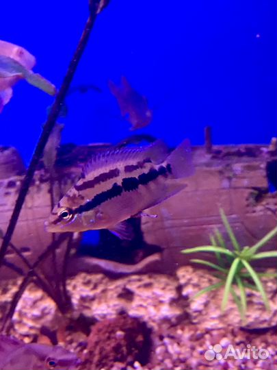 Аквариумные рыбки