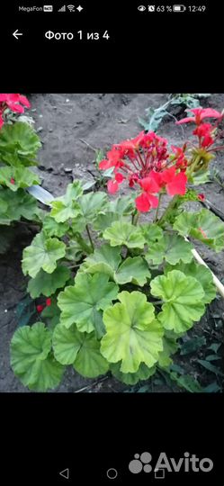 Герань пеларгония