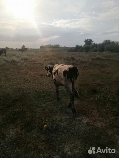 Телки стельные