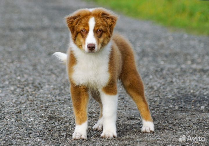 Австралийская овчарка (аусси)