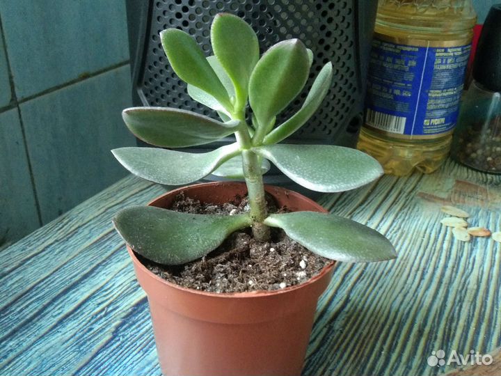 Толстянка -живое дерево -денежное