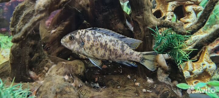 Цихлида рыба