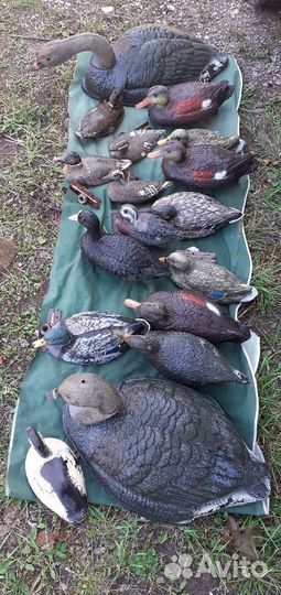 Утки приманки