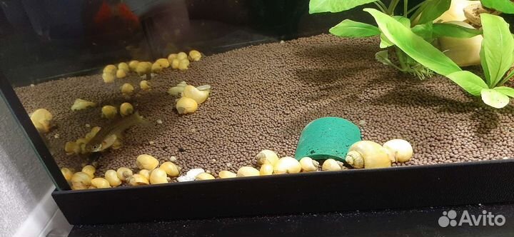 Улитки ампулярии